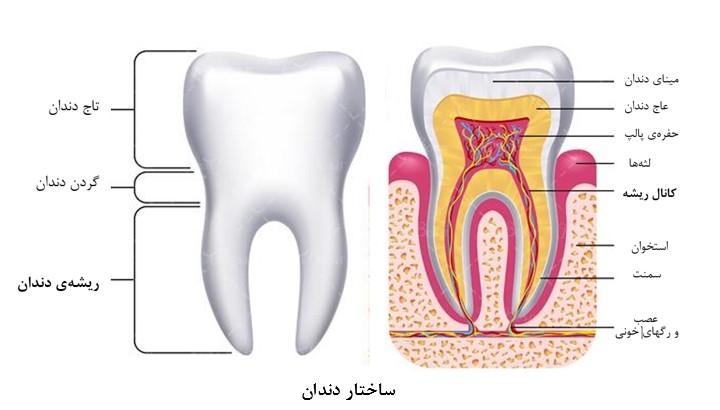 آناتومی یا ساختمان دندان