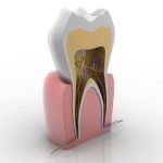 آشنایی با آناتومی یا ساختمان دندان و قسمت های تشکیل دهنده دندان ها