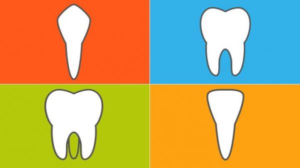 انواع دندان شیری.
