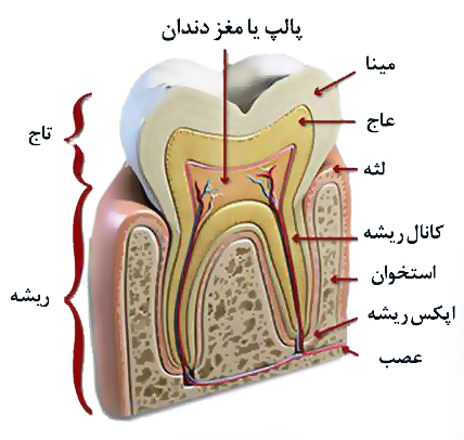 Milk tooth pulpotomy 1