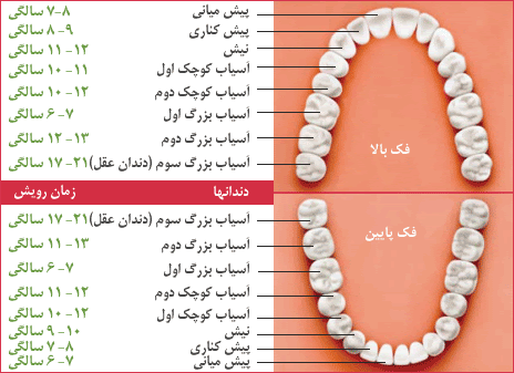 Eruption of permanent teeth in children 1