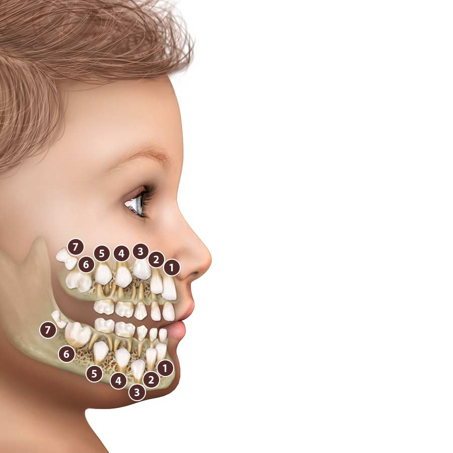Eruption of permanent teeth in children 3